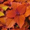 Coleus ‘Campfire’ 6″ Pot -Planters Shop 10221