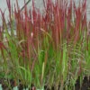 Imperata ‘Japanese Blood Grass’ 6″ Pot 2 Imperata ‘Japanese Blood Grass’ 6″ Pot -Planters Shop 2849097280 8c9538aa70