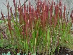 Imperata ‘Japanese Blood Grass’ 6″ Pot