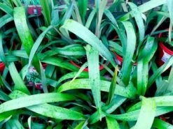 Dianella ‘Cherry Red’ Flax Lily