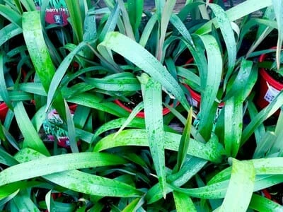 Dianella ‘Cherry Red’ Flax Lily 3 Dianella ‘Cherry Red’ Flax Lily