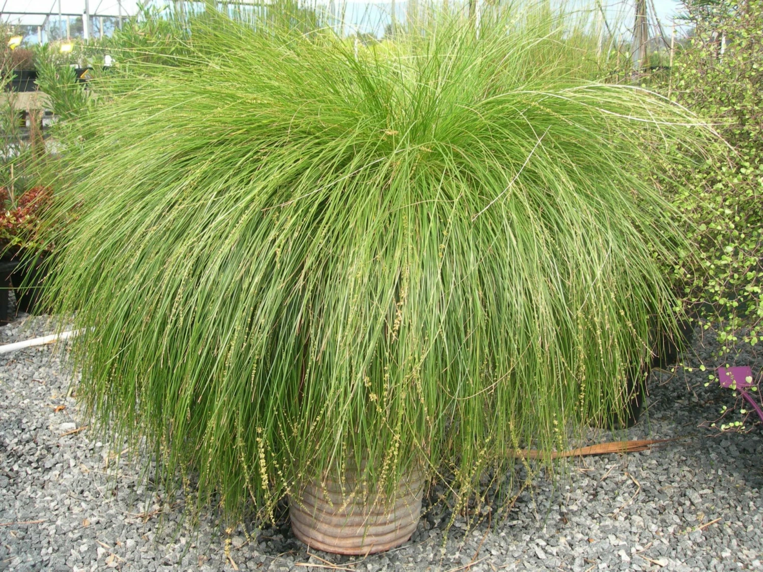 Lomandra ‘Lime Wave’ 6″ Pot 4 Lomandra ‘Lime Wave’ 6″ Pot - Image 2