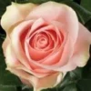 Rose ‘Amorosa’ 2ft Standard (Bare Rooted) 2 Rose ‘Amorosa’ 2ft Standard (Bare Rooted) -Planters Shop AMOROSA ROSE