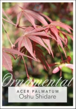 Acer ‘Oshu Shidare’ Japanese Maple 7 Acer ‘Oshu Shidare’ Japanese Maple -Planters Shop Acer palmatum Oshu Shidare Front