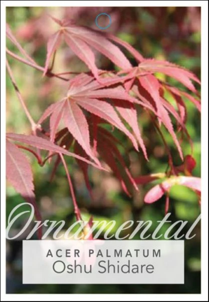 Acer ‘Oshu Shidare’ Japanese Maple 5 Acer ‘Oshu Shidare’ Japanese Maple - Image 3