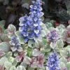 Ajuga ‘Burgundy Lace’ 6″ Pot 1 Ajuga ‘Burgundy Lace’ 6″ Pot -Planters Shop Ajuga Burgundy Lace 1