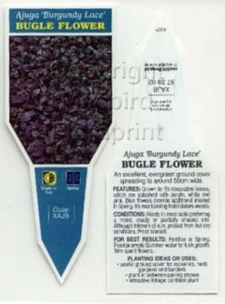 Ajuga ‘Burgundy Lace’ 6″ Pot 6 Ajuga ‘Burgundy Lace’ 6″ Pot -Planters Shop Ajuga Burgundy Lace 2