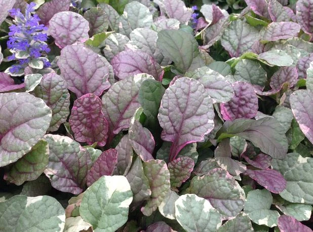 Ajuga ‘Burgundy Lace’ 6″ Pot 3 Ajuga ‘Burgundy Lace’ 6″ Pot - Image 2