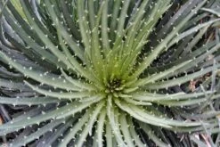 Aloe ‘Spider Aloe’ 7″ Pot