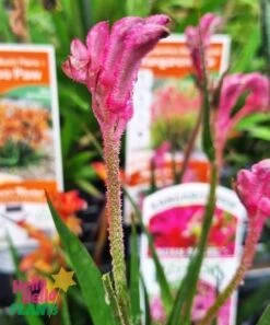 Anigozanthos ‘Bush Pearl™’ Kangaroo Paw 6″ Pot 7 Anigozanthos ‘Bush Pearl™’ Kangaroo Paw 6″ Pot -Planters Shop Anigozanthos flavidus Kangaroo Paw Bush Pearl flower