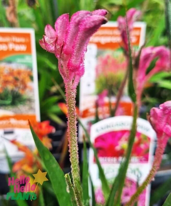 Anigozanthos ‘Bush Pearl™’ Kangaroo Paw 6″ Pot 5 Anigozanthos ‘Bush Pearl™’ Kangaroo Paw 6″ Pot - Image 3