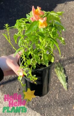 Snapdragon ‘Mix’ 4″ Pot 6 Snapdragon ‘Mix’ 4″ Pot -Planters Shop Antirrhinum majus maximum Snapdragon mix 4inch pot orange