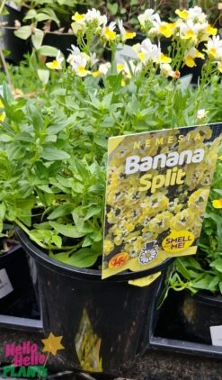 Nemesia ‘Banana Split’ 6″ Pot -Planters Shop Banana split 2