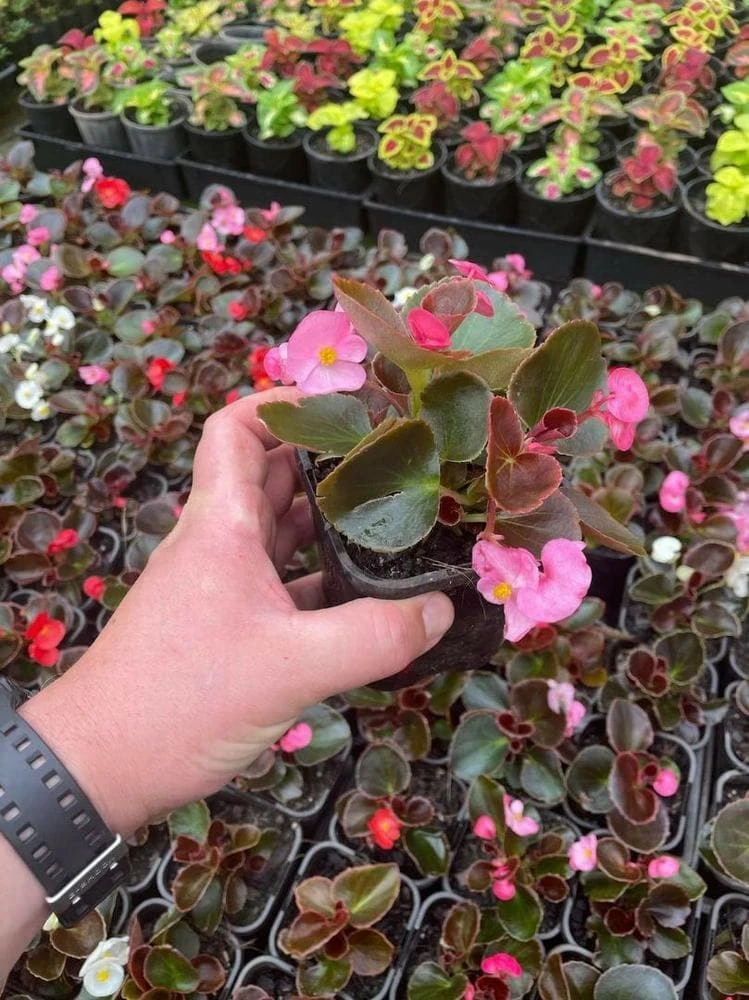 Begonia ‘Bronze Leaf’ 4 Begonia ‘Bronze Leaf’ - Image 2