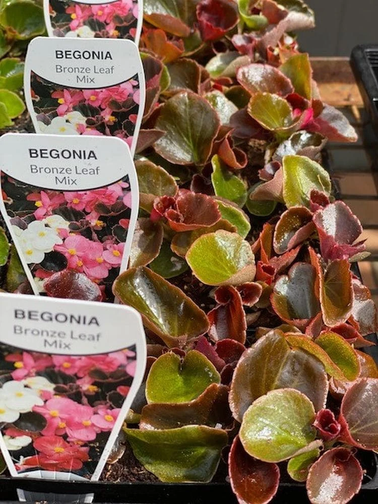 Begonia ‘Bronze Leaf’ 5 Begonia ‘Bronze Leaf’ - Image 3