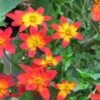Bidens ‘Assorted Colours’ 6″ Pot 2 Bidens ‘Assorted Colours’ 6″ Pot -Planters Shop Bidens Red flowers