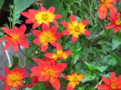 Bidens ‘Assorted Colours’ 6″ Pot