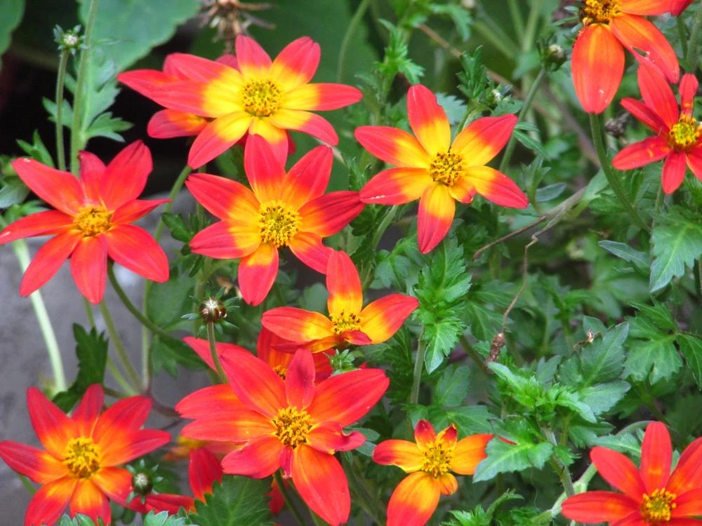 Bidens ‘Assorted Colours’ 6″ Pot 3 Bidens ‘Assorted Colours’ 6″ Pot