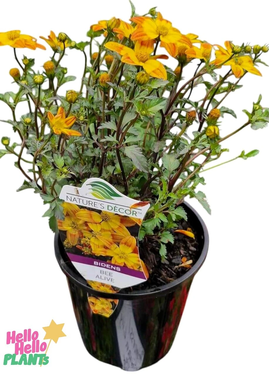 Bidens ‘Bees Alive’ 6″ Pot 4 Bidens ‘Bees Alive’ 6″ Pot - Image 2