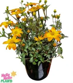 Bidens ‘Bees Alive’ 6″ Pot 7 Bidens ‘Bees Alive’ 6″ Pot -Planters Shop Bidens ‘Bees Alive 6″ Pot 2
