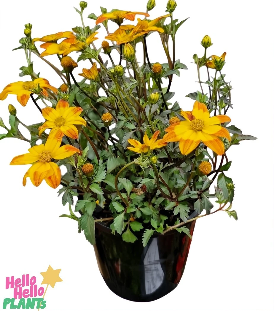Bidens ‘Bees Alive’ 6″ Pot 5 Bidens ‘Bees Alive’ 6″ Pot - Image 3