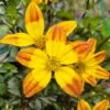 Bidens ‘Bees Alive’ 6″ Pot -Planters Shop Bidens ‘Bees Alive 6″ Pot Main Photo