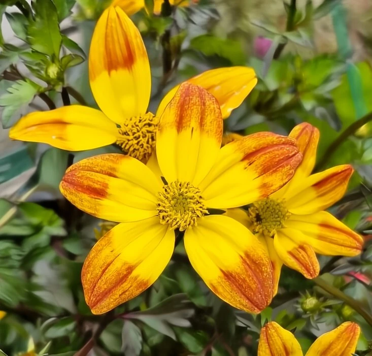 Bidens ‘Bees Alive’ 6″ Pot 3 Bidens ‘Bees Alive’ 6″ Pot