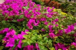 Bougainvillea ‘Vera Blakeman’ 8″ Pot