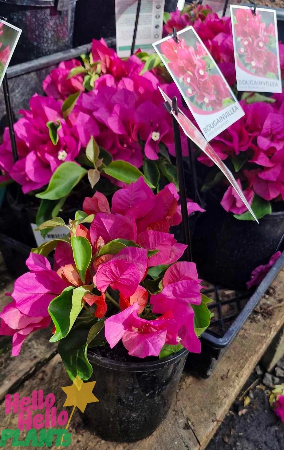Bougainvillea ‘Vera Blakeman’ 8″ Pot 5 Bougainvillea ‘Vera Blakeman’ 8″ Pot - Image 3