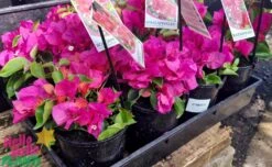 Bougainvillea ‘Vera Blakeman’ 8″ Pot 10 Bougainvillea ‘Vera Blakeman’ 8″ Pot -Planters Shop Bougainvillea ‘Vera Blakeman 6″ 3 Pot
