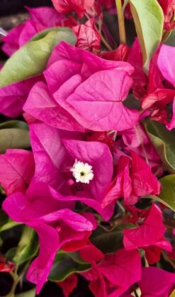 Bougainvillea ‘Vera Blakeman’ 8″ Pot 11 Bougainvillea ‘Vera Blakeman’ 8″ Pot -Planters Shop Bougainvillea ‘Vera Blakeman 6″ Main Photo Pot