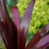Cordyline ‘Superstar’ 7″ Pot 1 Cordyline ‘Superstar’ 7″ Pot -Planters Shop CSA3