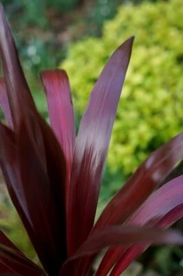 Cordyline ‘Superstar’ 7″ Pot 3 Cordyline ‘Superstar’ 7″ Pot
