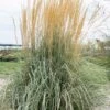 Calamagrostis ‘Overdam’ Feather Reed Grass -Planters Shop Calamagrostis Overdam Feather Reed Grass
