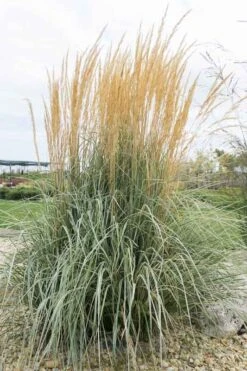 Calamagrostis ‘Overdam’ Feather Reed Grass