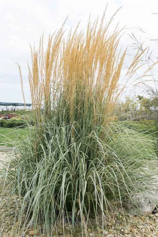 Calamagrostis ‘Overdam’ Feather Reed Grass 3 Calamagrostis ‘Overdam’ Feather Reed Grass