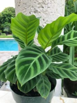 Calathea ‘Zebrina’ 7 Calathea ‘Zebrina’ -Planters Shop Calathea zebrina 1