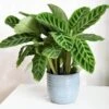 Calathea ‘Zebrina’ 2 Calathea ‘Zebrina’ -Planters Shop Calathea zebrina