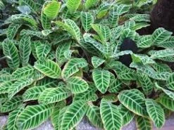 Planters Shop 20 Planters Shop -Planters Shop Calathea zebrina 2