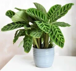Calathea ‘Zebrina’