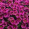 Calibrachoa Cabaret® ‘Goodnight Kiss’ 6″ Pot -Planters Shop Calibrachoa Cabaret® Goodnight Kiss