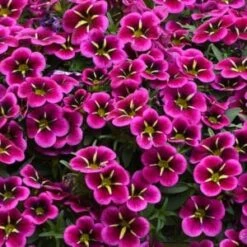 Calibrachoa Cabaret® ‘Goodnight Kiss’ 6″ Pot