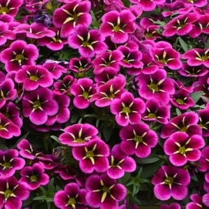 Calibrachoa Cabaret® ‘Goodnight Kiss’ 6″ Pot 3 Calibrachoa Cabaret® ‘Goodnight Kiss’ 6″ Pot