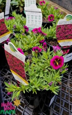 Calibrachoa Cabaret® ‘Goodnight Kiss’ 6″ Pot 13 Calibrachoa Cabaret® ‘Goodnight Kiss’ 6″ Pot -Planters Shop Calibrachoa Cabaret® ‘Goodnight Kiss 6″ Pot 3