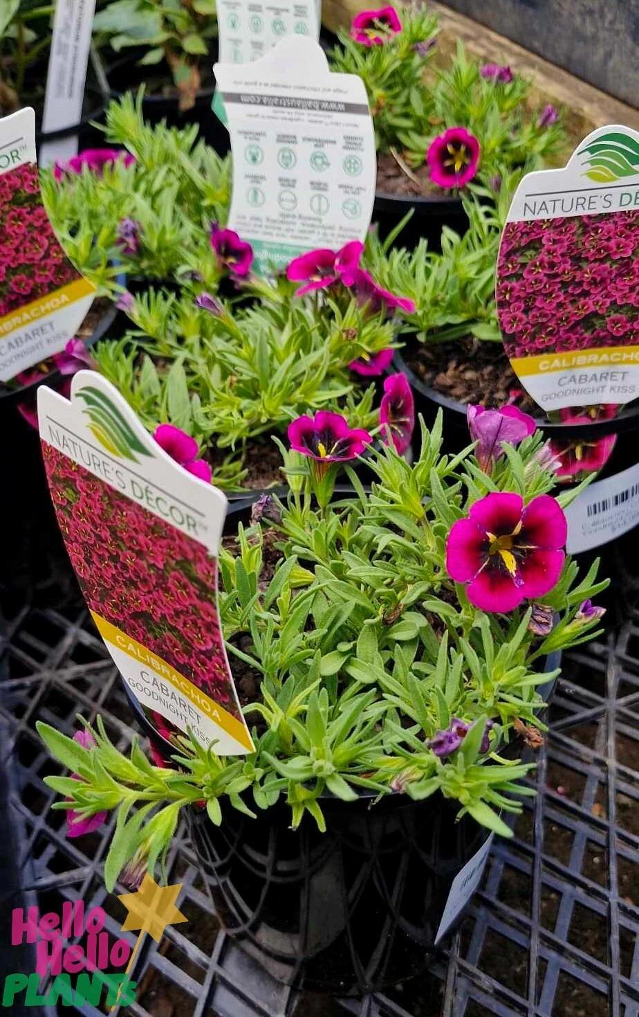 Calibrachoa Cabaret® ‘Goodnight Kiss’ 6″ Pot 7 Calibrachoa Cabaret® ‘Goodnight Kiss’ 6″ Pot - Image 5