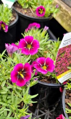 Calibrachoa Cabaret® ‘Goodnight Kiss’ 6″ Pot 15 Calibrachoa Cabaret® ‘Goodnight Kiss’ 6″ Pot -Planters Shop Calibrachoa Cabaret® ‘Goodnight Kiss 6″ Pot Main Photo