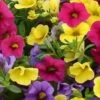 Calibrachoa ‘Paintball Mix’ 6″ Pot 1 Calibrachoa ‘Paintball Mix’ 6″ Pot -Planters Shop Calibrachoa Paintball Mix 1
