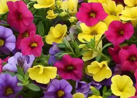 Calibrachoa ‘Paintball Mix’ 6″ Pot 3 Calibrachoa ‘Paintball Mix’ 6″ Pot