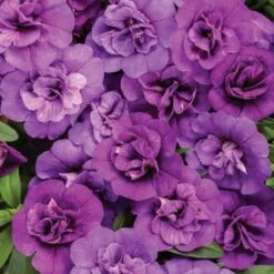 Calibrachoa Superbells® ‘Double Blue’ 6″ Pot