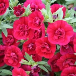 Calibrachoa Superbells® ‘Double Ruby’ 6″ Pot